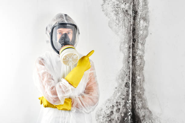 Best Black Mold Removal in Keansburg, NJ