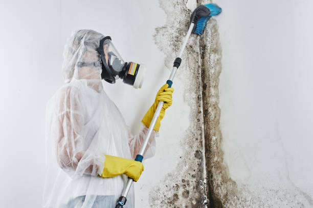 Best Mold Removal for HVAC Installations in Keansburg, NJ